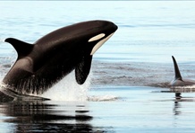 Top 10 Places for Whale Watching
